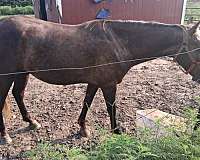 brave-rocky-mountain-horse