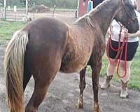 dwarf-rocky-mountain-horse