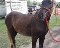 etc-rocky-mountain-horse