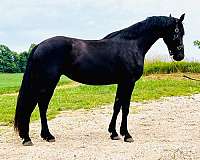 star-horse
