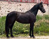 black-star-horse