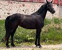 athletic-friesian-horse