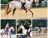 paint-horse-for-sale