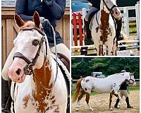 paint-horse