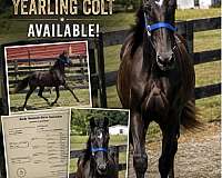 gaited-gelding-yearling