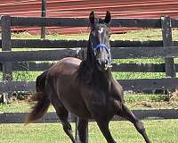 foundation-rocky-mountain-horse