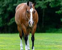 quarter-horse-for-sale