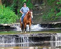 quarter-horse