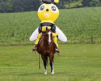 quarter-horse-gelding