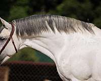 andalusian-horse