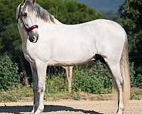 grey-andalusian-horse