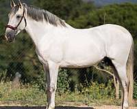stallion-andalusian-horse