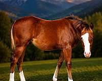 bay-white-blaze-on-face-horse