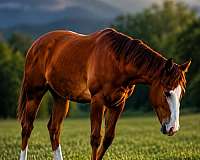 reining-barrels-quarter-horse