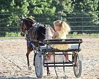 silb-beginner-pony