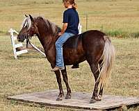 silb-gymkhana-pony