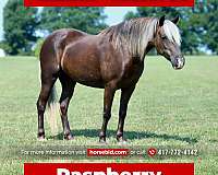 silb-pony-mare