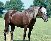silb-show-pony