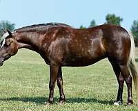 silb-playday-pony