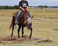 all-around-pony