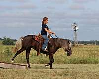 beginner-pony