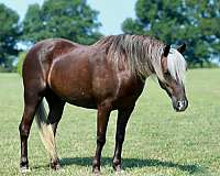 silb-mare-for-sale