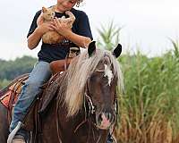 driving-pony