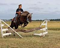 gymkhana-pony
