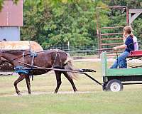 jumping-pony