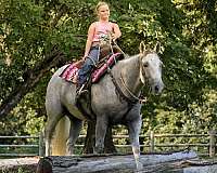 calf-roping-quarter-horse