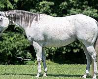 athletic-quarter-horse