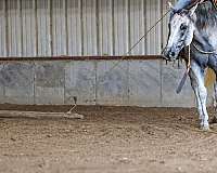 husband-safe-quarter-horse