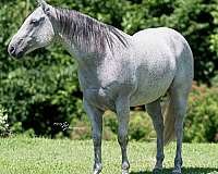 flashy-quarter-horse