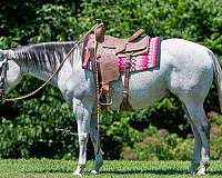 performance-quarter-horse