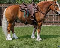 beginner-draft-horse