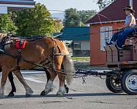 athletic-draft-horse