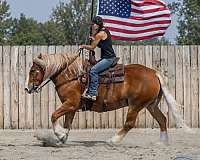 driving-draft-horse
