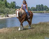 cross-draft-horse