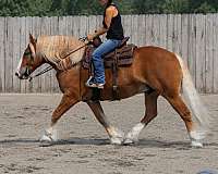 kid-safe-draft-horse
