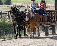 draft-horse