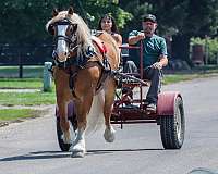 flashy-draft-horse