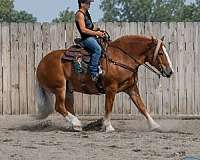 ranch-draft-horse