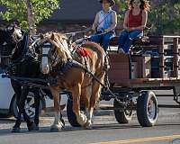 parade-draft-horse