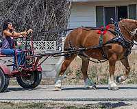 ranch-work-draft-horse
