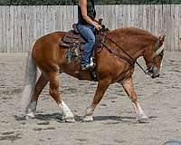 roping-draft-horse
