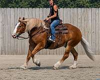 trail-riding-draft-horse