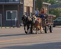 show-draft-horse