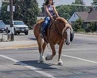 trail-draft-horse