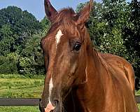 beautiful-tennessee-walking-horse