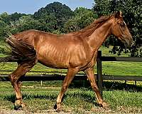 been-there-done-that-tennessee-walking-horse
